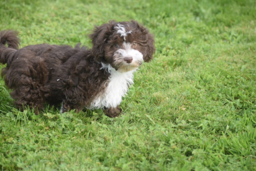 Bichon Havanais (teef) 03653