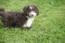 Bichon Havanais (teef) 03653