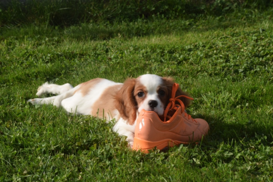 Cavalier King Charles Spaniel (reu) 05043