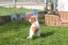 Cavalier King Charles Spaniel (reu) 05043