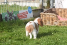Cavalier King Charles Spaniel (reu) 05043