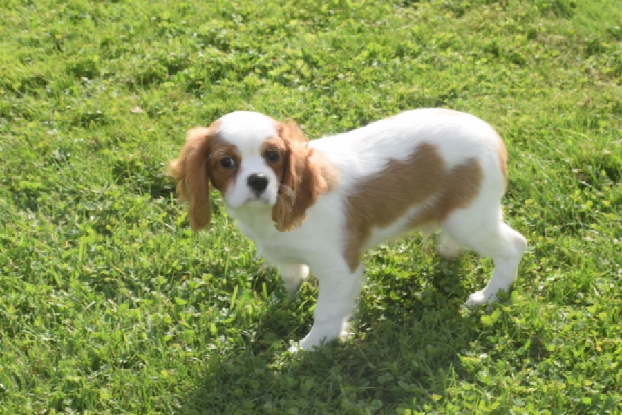Cavalier King Charles Spaniel (reu) 05043