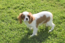 Cavalier King Charles Spaniel (reu) 05043
