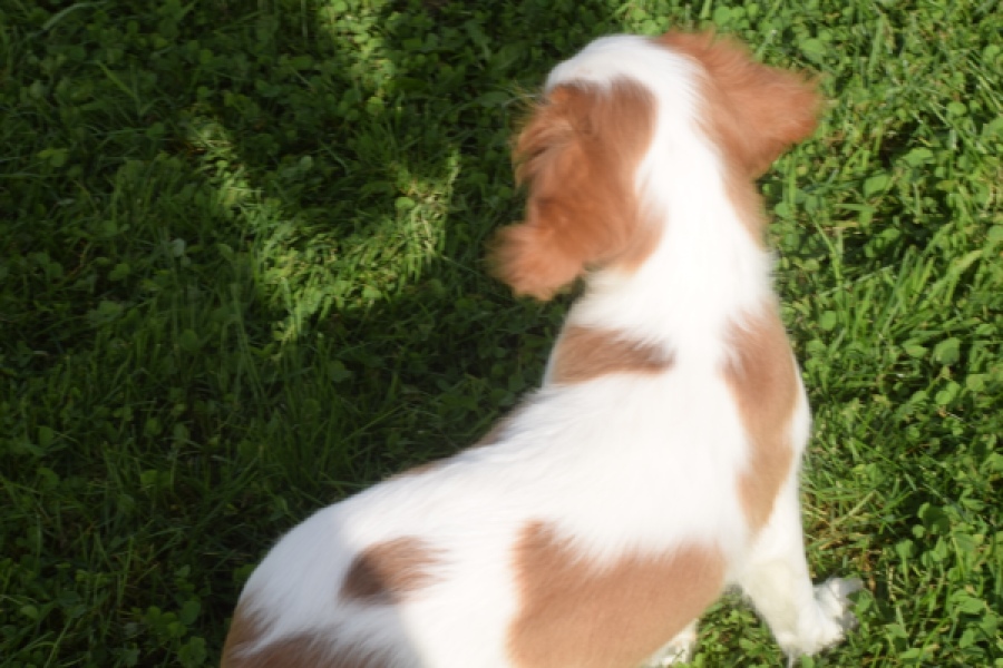 Cavalier King Charles Spaniel (reu) 05043