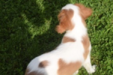 Cavalier King Charles Spaniel (reu) 05043