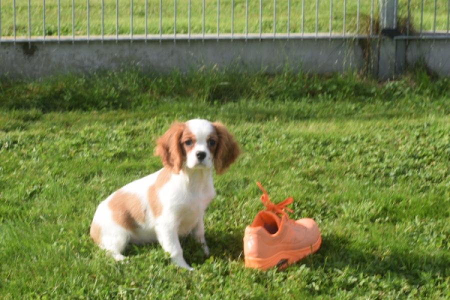 Cavalier King Charles Spaniel (reu) 05043