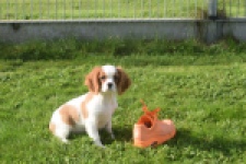 Cavalier King Charles Spaniel (reu) 05043