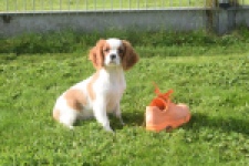 Cavalier King Charles Spaniel (reu) 05043
