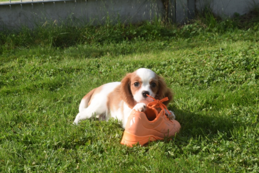 Cavalier King Charles Spaniel (reu) 05043