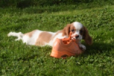 Cavalier King Charles Spaniel (reu) 05043