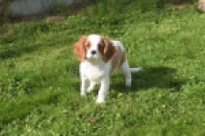 Cavalier King Charles Spaniel (reu) 05043