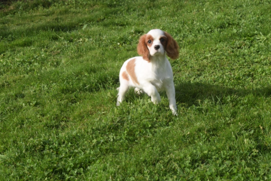 Cavalier King Charles Spaniel (teef) 05049