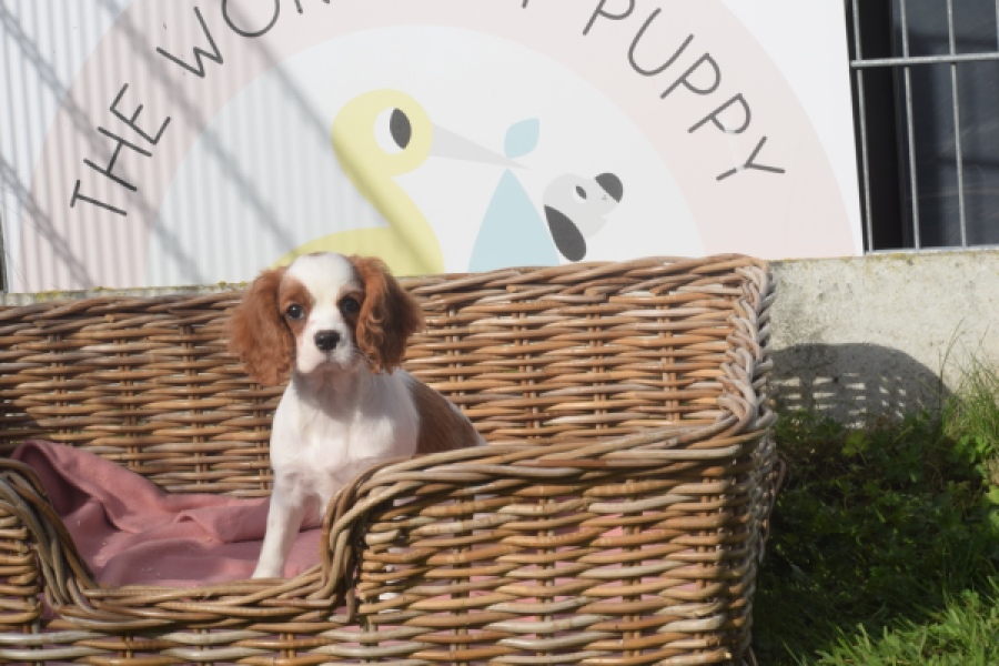 Cavalier King Charles Spaniel (teef) 05049