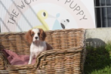 Cavalier King Charles Spaniel (teef) 05049