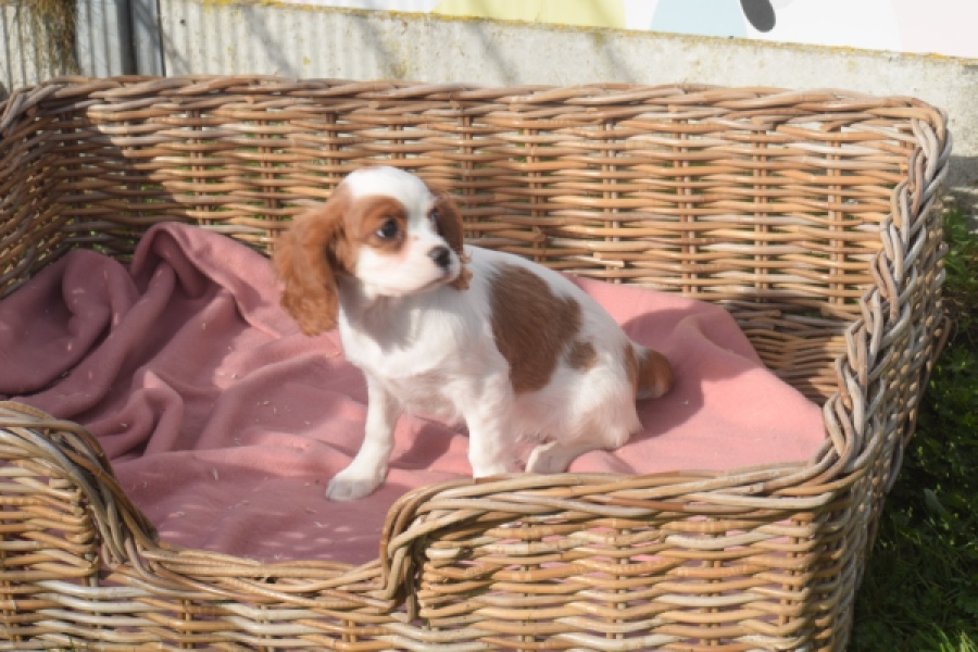 Cavalier King Charles Spaniel (teef) 05049