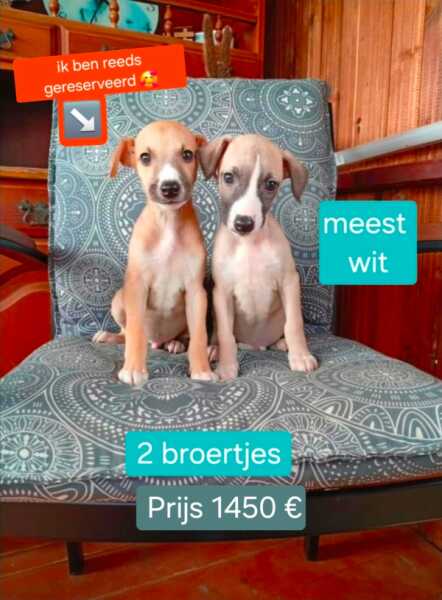 Whippet nestje 