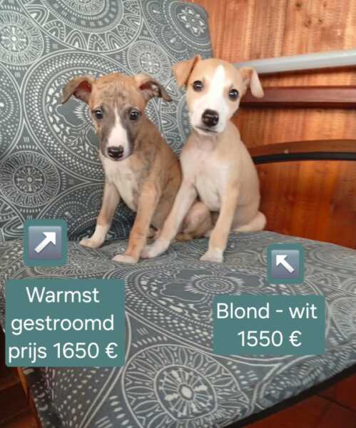 Whippet nestje 