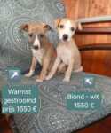 Whippet nestje 