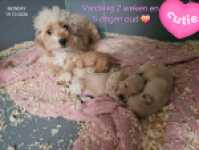 Maltipoo nestje 
