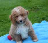 Maltipoo (reu) 29882