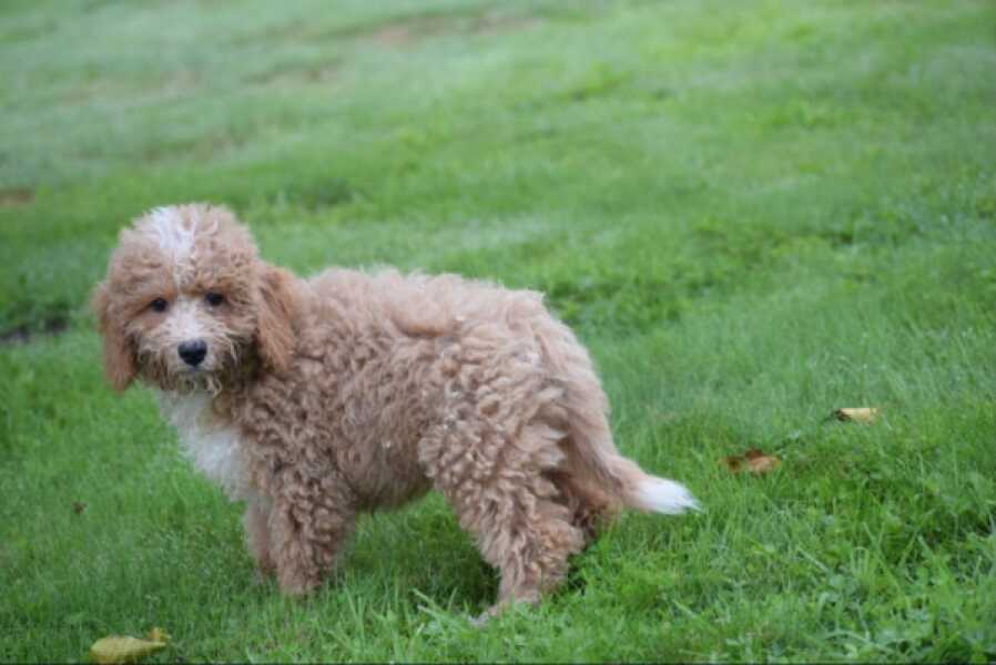 Maltipoo (reu) 29882