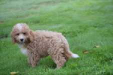 Maltipoo (reu) 29882