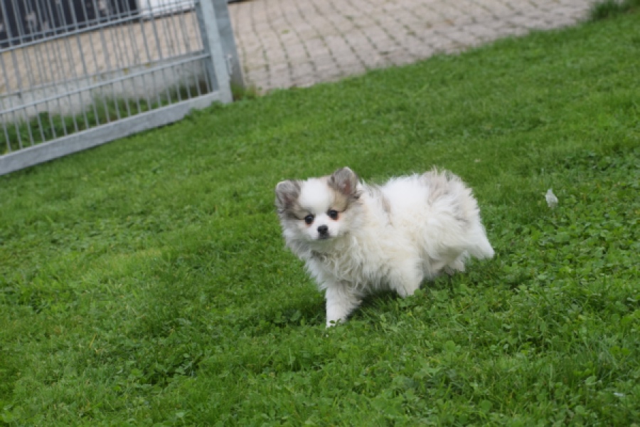 Spitz allemand (teef) 07126