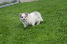 Spitz allemand (teef) 07126
