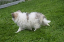Spitz allemand (teef) 07126