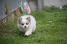 Spitz allemand (teef) 07126