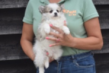 Spitz allemand (teef) 07126