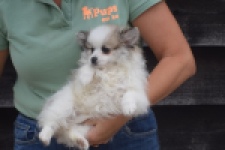 Spitz allemand (teef) 07126