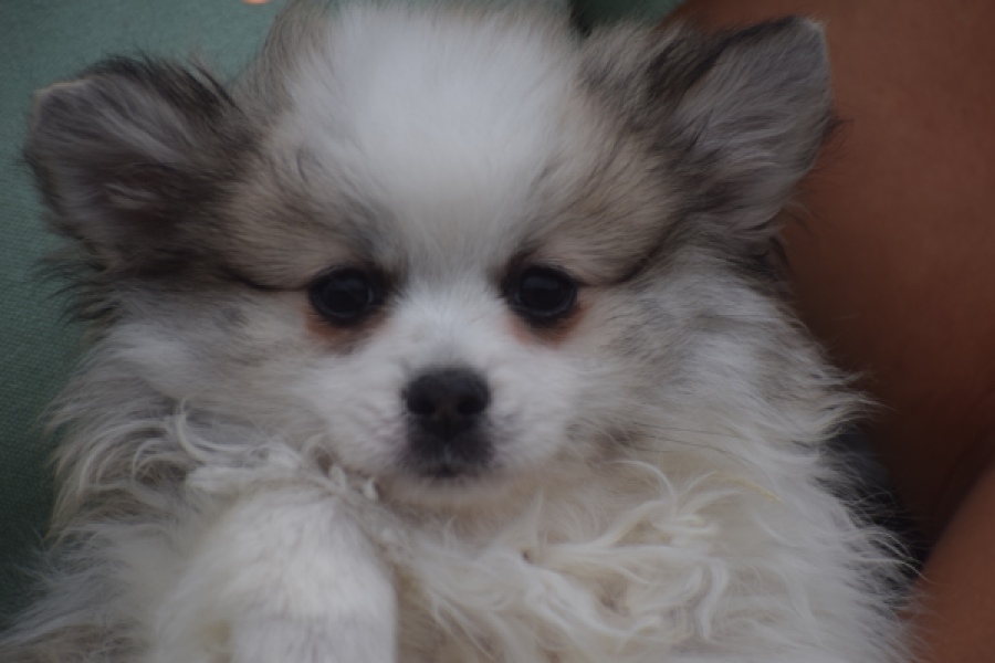 Spitz allemand (teef) 07126