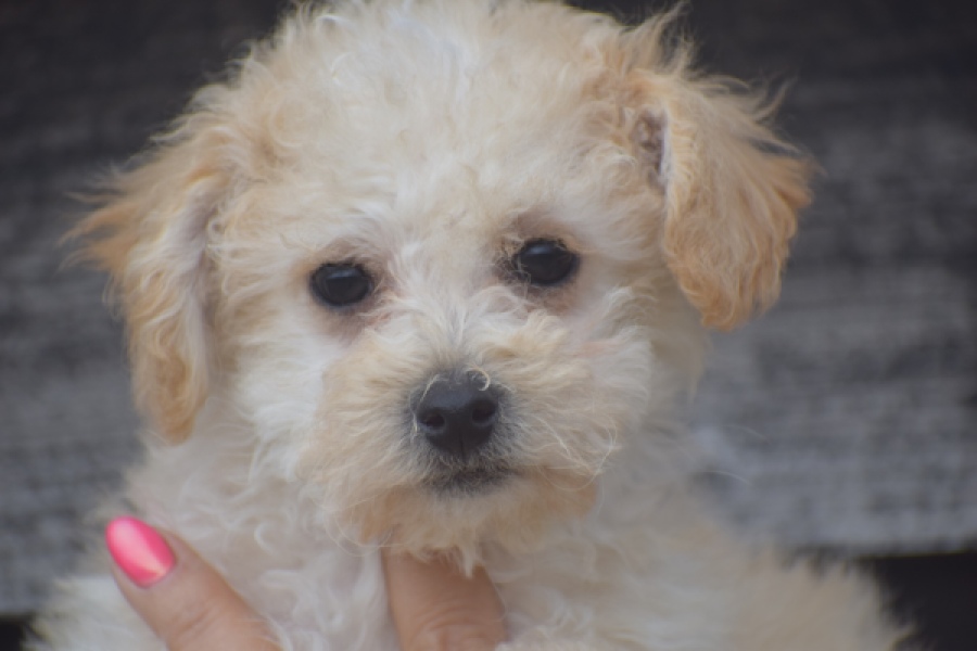 Maltipoo (teef) 29295