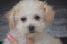 Maltipoo (teef) 29295