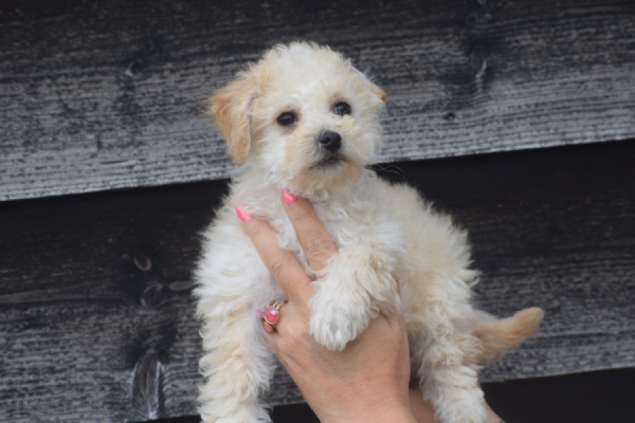 Maltipoo (teef) 29295