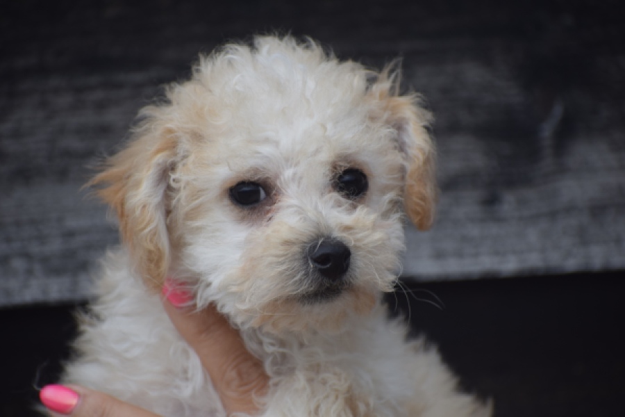 Maltipoo (teef) 29295