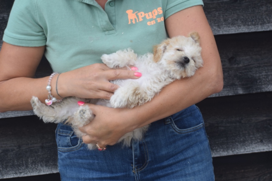 Maltipoo (teef) 29295