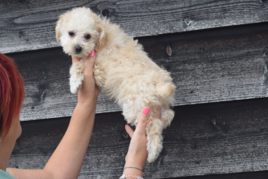 Maltipoo (teef) 29295