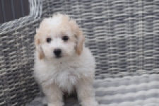 Maltipoo (reu) 29285