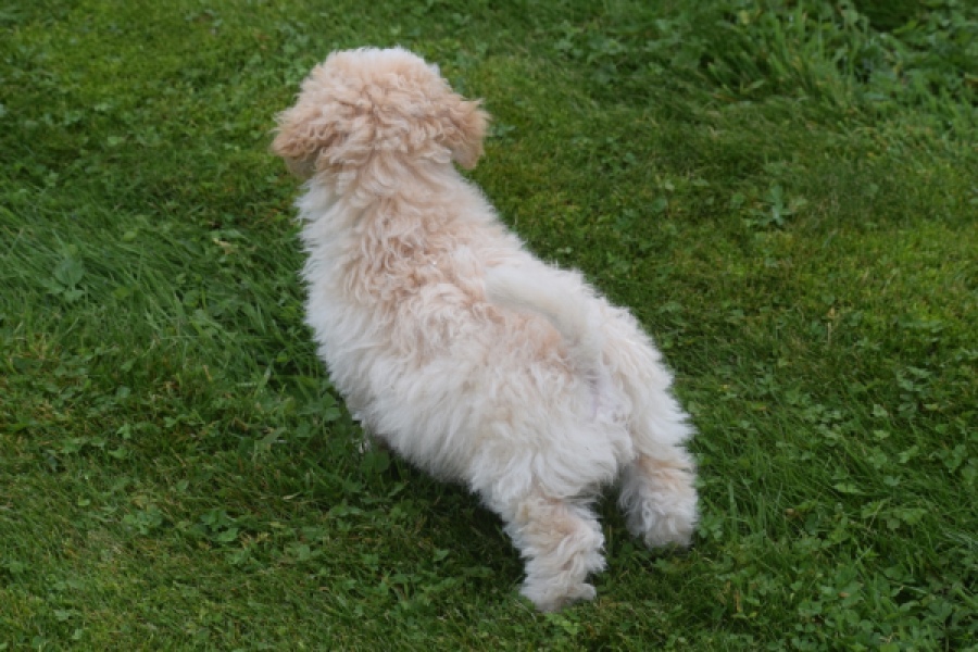 Maltipoo (reu) 29285