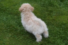 Maltipoo (reu) 29285