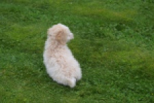 Maltipoo (reu) 29285