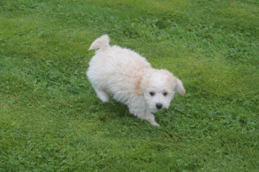 Maltipoo (reu) 29285