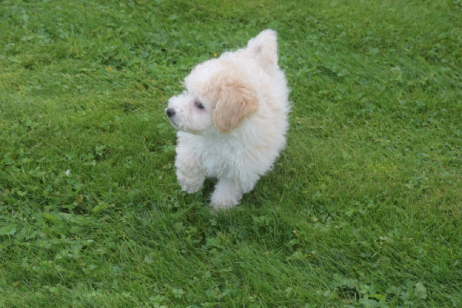Maltipoo (reu) 29285