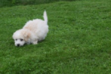 Maltipoo (reu) 29285