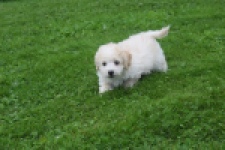 Maltipoo (reu) 29285