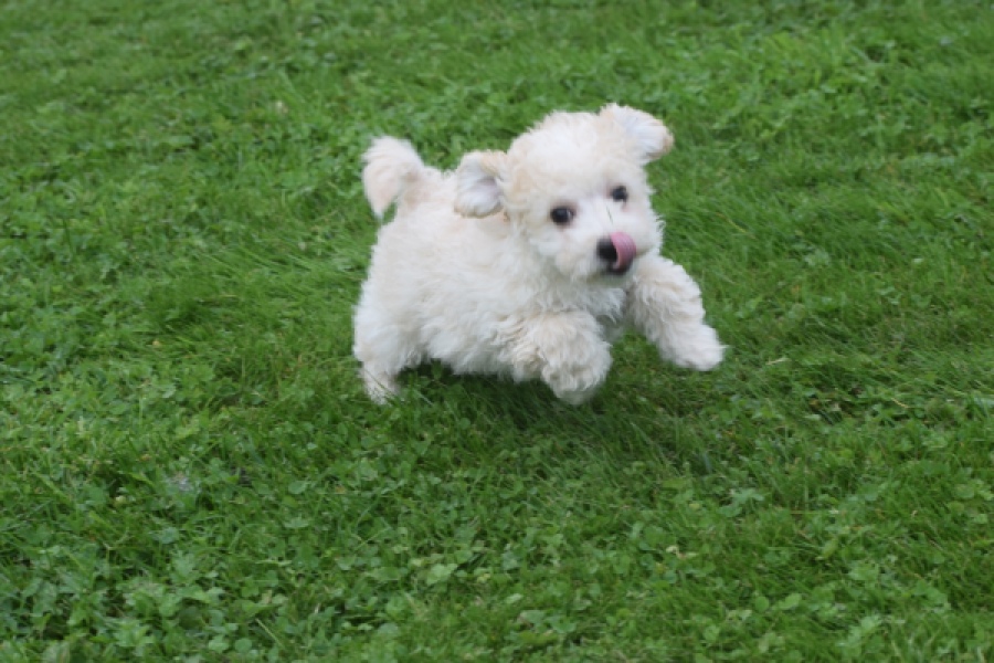 Maltipoo (reu) 29285