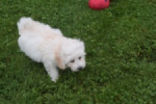 Maltipoo (reu) 29284