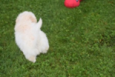 Maltipoo (reu) 29284